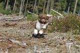BERGER AUSTRALIEN PUPPIES 030